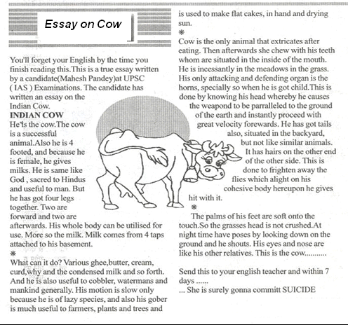 funny essay on cow in english